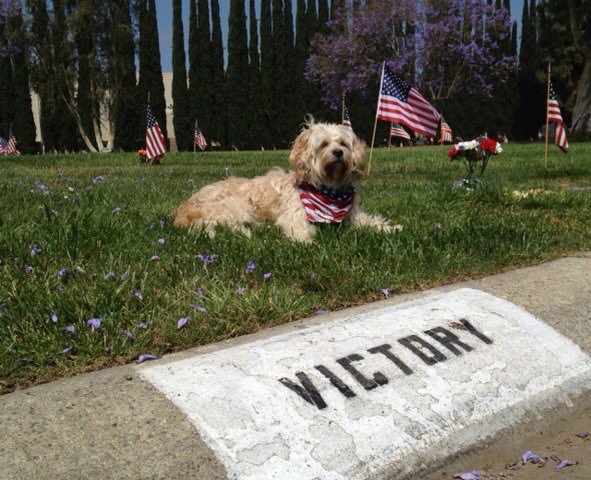 Remember those who have gone before us. #MemorialDay <a href="/USNavy/">U.S. Navy</a> <a href="/USMC/">U.S. Marines</a> <a href="/USMCSgtMaj/">Sergeant Major Carlos A. Ruiz</a> <a href="/USArmy/">U.S. Army</a> <a href="/USAF/">Muhammad Yousaf</a> <a href="/uscoastguard/">U.S. Coast Guard</a> <a href="/SpaceForceDoD/">United States Space Force</a> <a href="/santaanitapark/">Santa Anita Park</a>  <a href="/NeverSettleTV/">Amy Zimmerman</a> <a href="/NevadaSPCA/">Nevada SPCA</a> #therapydog <a href="/ErnieWoof/">Ernie Dogs</a> #feelthelove