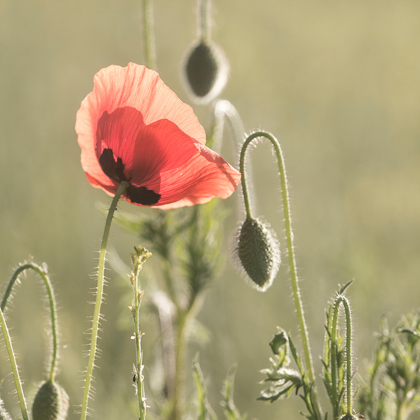 RIGrandBlvd's tweet photo. Today we remember all of those veterans whom we have lost in our many fights for continued freedom. Thank you.
📷: Diana P https://t.co/B5bDqE9zZ0