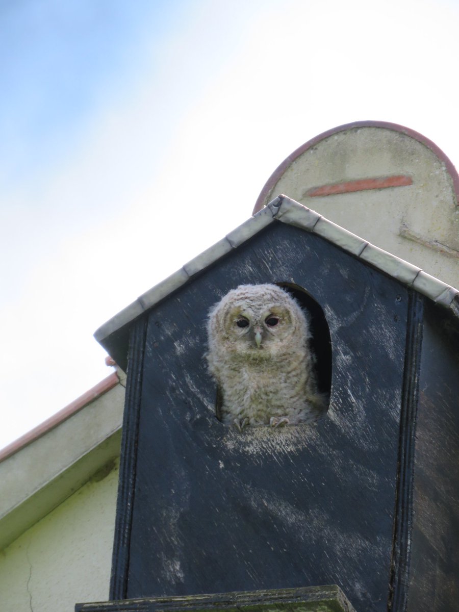 Winnielishman's tweet photo. This lovely owlet nesting in my grandad’s owl box #springwatch @BBCSpringwatch @ChrisGPackham https://t.co/B8nBEOCDEu