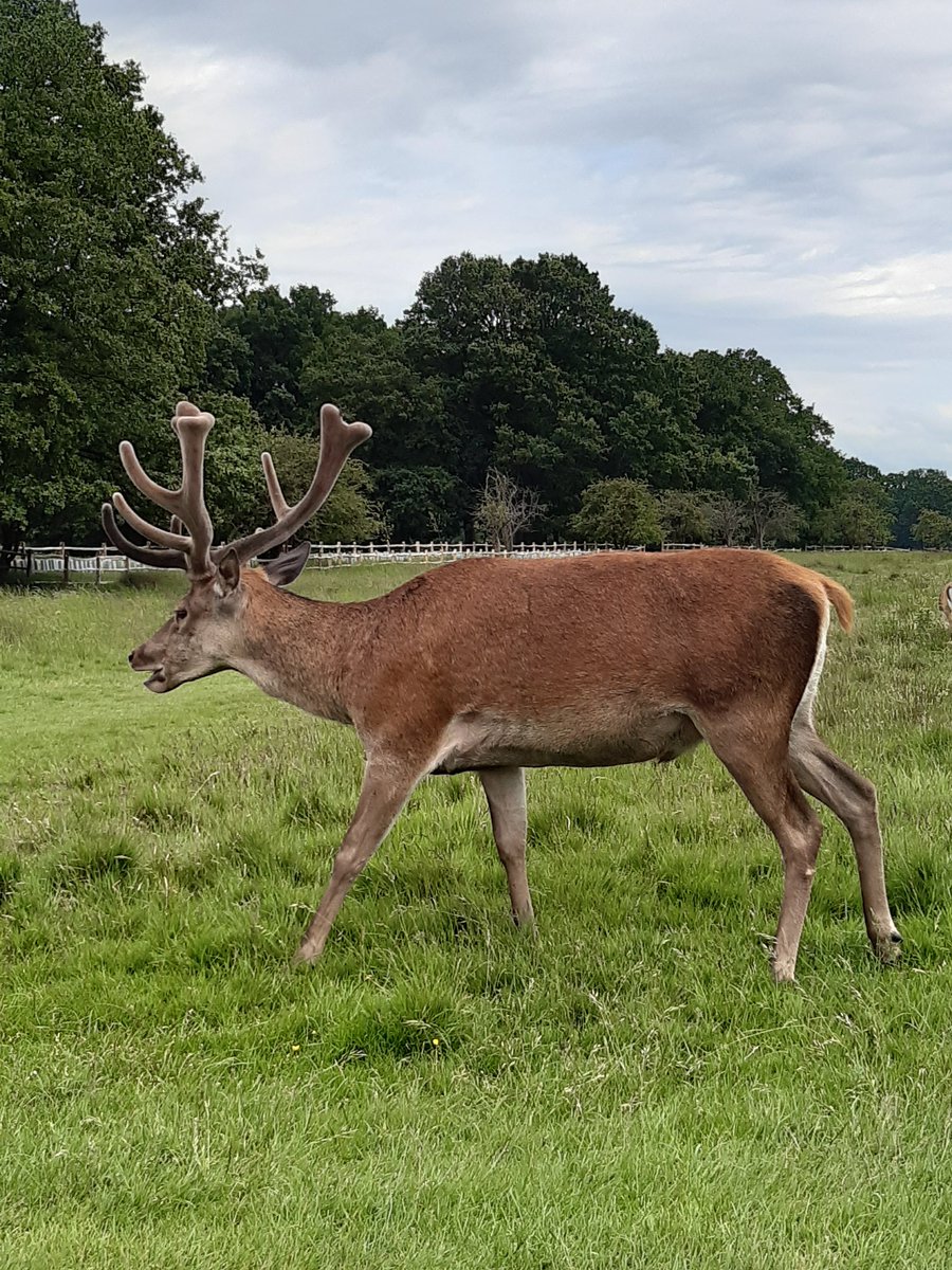Had a lovely afternoon walk in #BushyPark today after work!  Always a privilege to see the deer so close up!  Love visiting my home town! 🥰

#Hampton #RoyalParks 
<a href="/theroyalparks/">The Royal Parks</a> <a href="/LBRUT/">Richmond Council</a> <a href="/LoveHamptonHill/">Love Hampton Hill</a> <a href="/HamptonPN/">Hampton People</a>