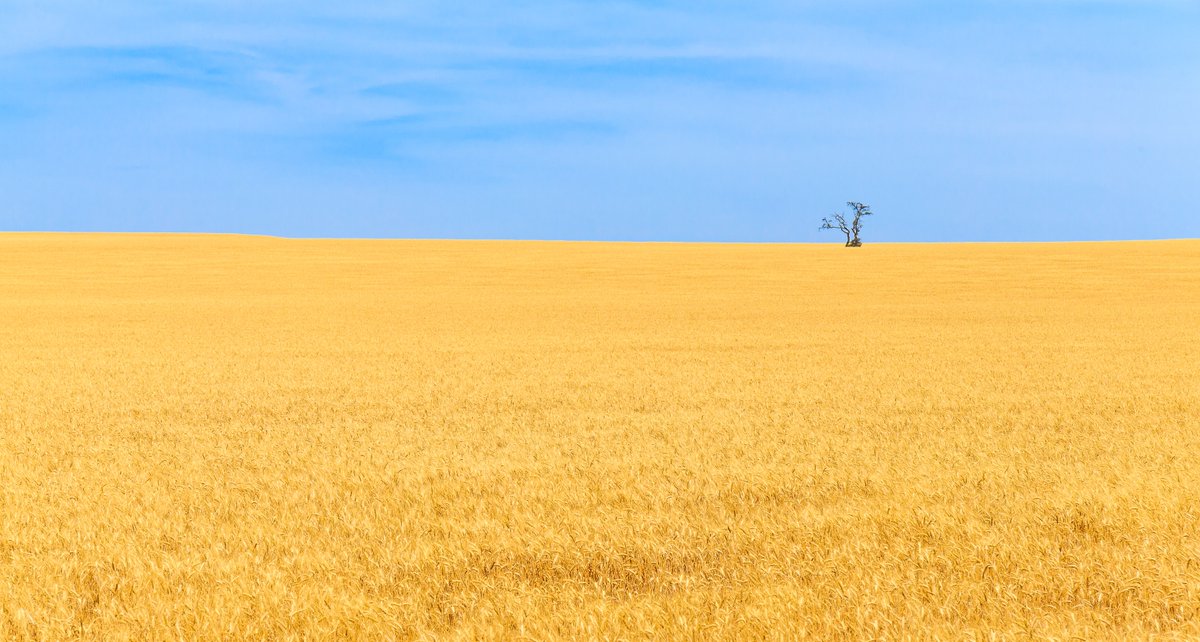 sizov_andre's tweet photo. What has happened in the Black Sea since last Monday - THREAD
#wheat #corn #oatt

* No signs of de-escalation in the region. Russia advanced in eastern Ukraine, close to full control of Luhansk, and could encircle a large group of Ukrainian troops

1/ https://t.co/Qs5fSttOso