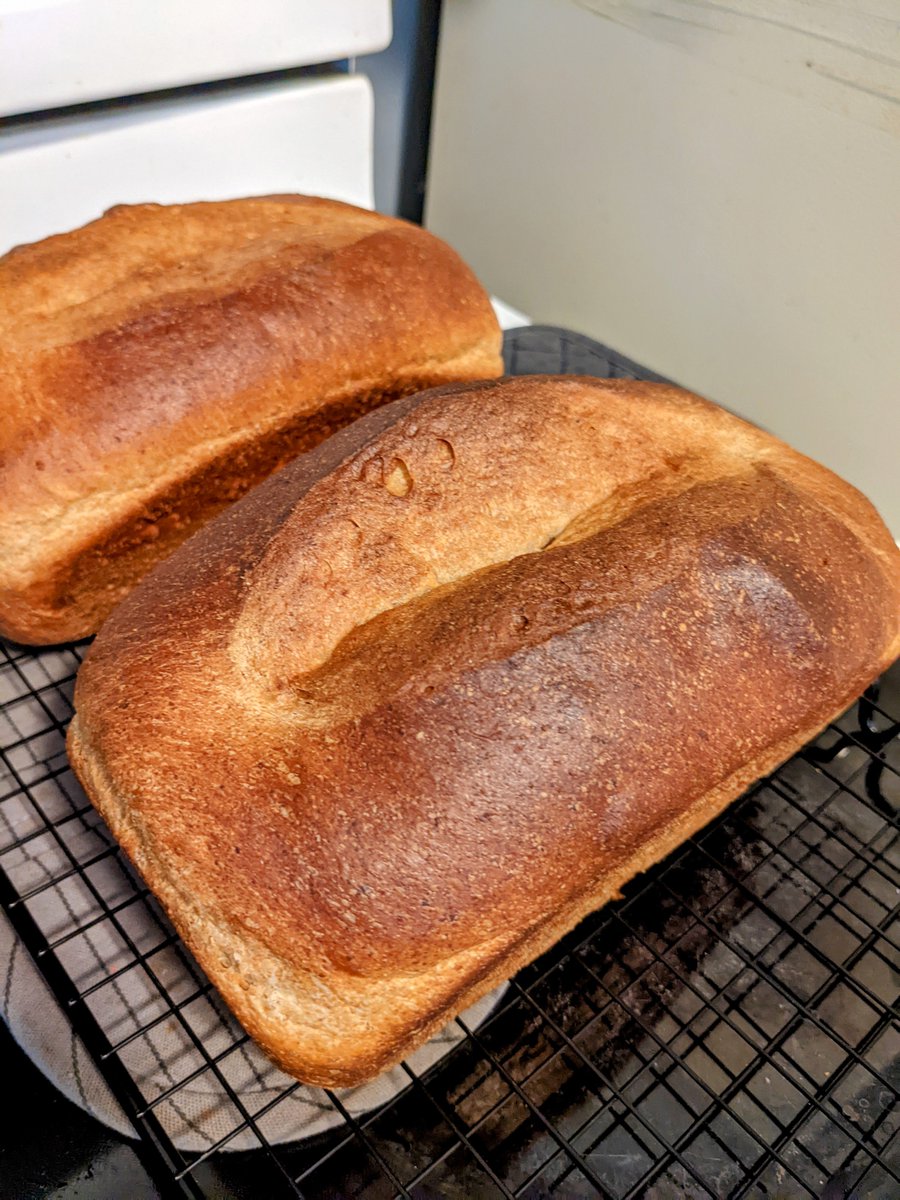 billybillyjim's tweet photo. Whole wheat sandwich bread https://t.co/OwDV1BfgVs