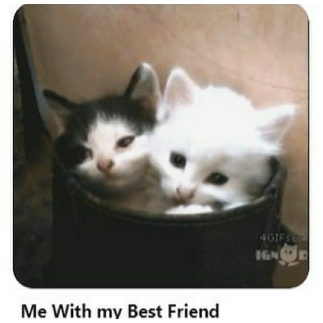 Котенок зевает гифка