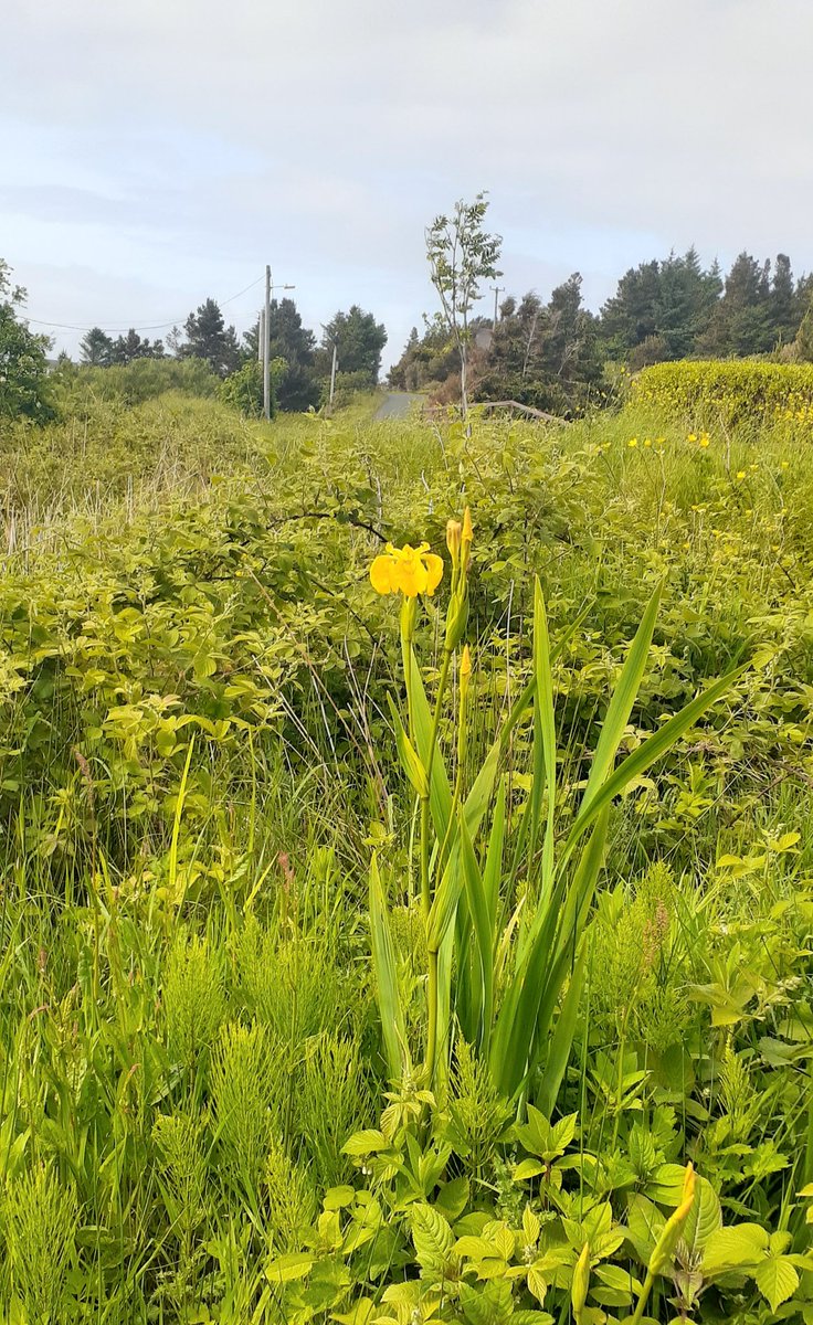 Missed #wildflowerhour last night but here's this weeks star of the show: a wild iris brightening up this stream in lovely Donegal 💛
#donegal