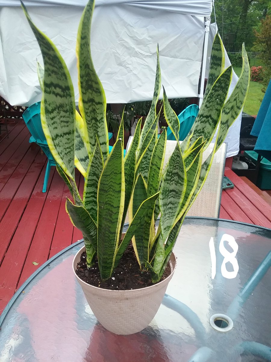 preslimo410's tweet photo. 18 - Snake Plant (Large)           $18.00
20 - Spider Plants (Medium)   $8.00
20a-Spider Plant-Hanging Basket w-Babies $15.00 
24 - ZZ Plant (Raven)       $15.00 https://t.co/H9KjVantBH