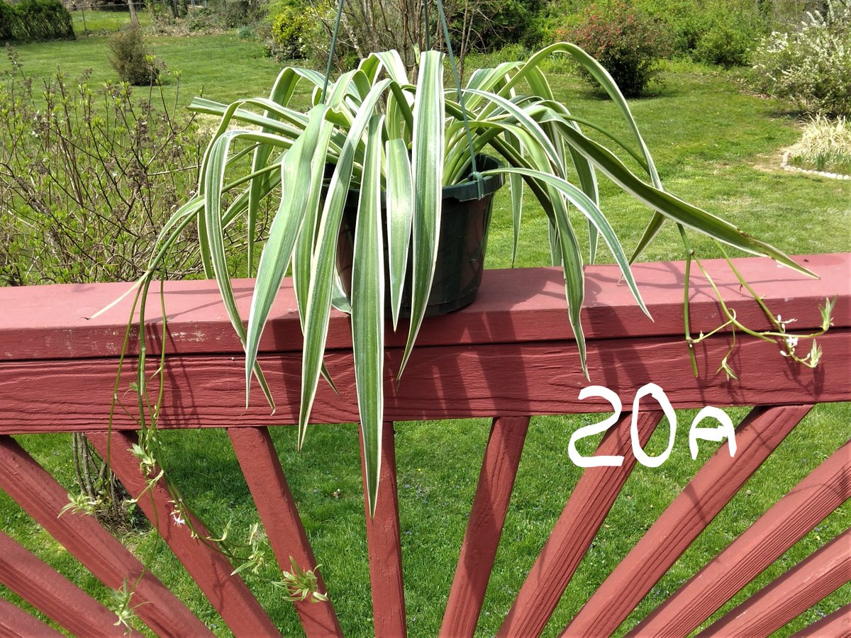 preslimo410's tweet photo. 18 - Snake Plant (Large)           $18.00
20 - Spider Plants (Medium)   $8.00
20a-Spider Plant-Hanging Basket w-Babies $15.00 
24 - ZZ Plant (Raven)       $15.00 https://t.co/H9KjVantBH