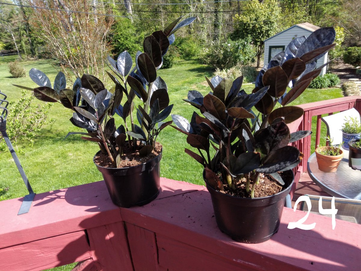 18 - Snake Plant (Large)           $18.00
20 - Spider Plants (Medium)   $8.00
20a-Spider Plant-Hanging Basket w-Babies $15.00 
24 - ZZ Plant (Raven)       $15.00