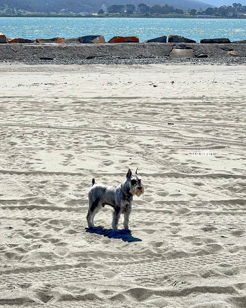 muffinjai's tweet photo. π©΄ #SamoaDunes #Humboldt π We have the entire beach! β± #VisitCalifornia πΊπΈ So windy π¨πΆπΎπ¨π¦ #MiniatureSchnauzer #Schnauzer https://t.co/pxQlOAS0mM #dogsofinstagram #dogsoftwitter #schnauzergang #schnauzeroftwitter #schnauzer #minischnauzer #miniatureschnauzer #schnauzers #β¦ https://t.co/siV7Ja4fNY
