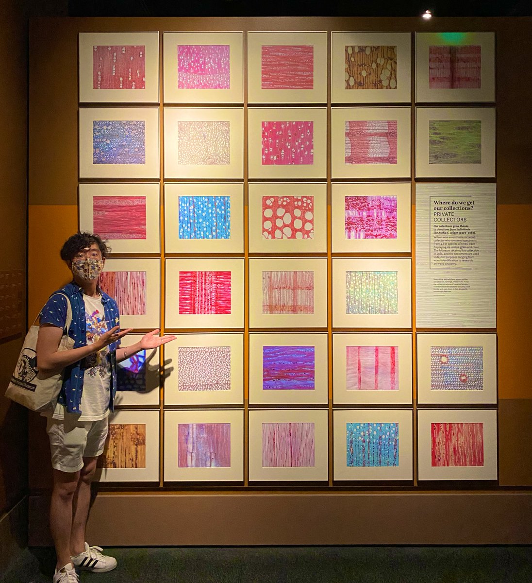 vjcheng's tweet photo. Imagine my surprise walking into Objects of Wonder at the @NMNH and seeing this wall, was a split second before I realized CROSS, RADIAL, and TANGENTIAL SECTIONS OF WOOD! Little bit traumatizing but I was happy I still recognized the distinctions in the sections thanks @IAWA_Wood https://t.co/TEEhIcYcJx