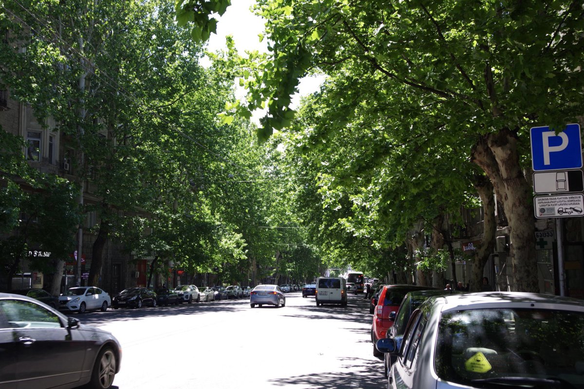 beyondborders23's tweet photo. #トビリシ#Tbilisi 🇬🇪 #RoadsideTree #街路樹

＜4ヶ月前と変わった事＞その２+@
冬から初夏になった為、街に緑が溢れている。圧倒される緑の多さ。場所は異なるものの同じ種類の街路樹、来た当初はこんなにも葉っぱが無く冬真っ最中な風景だったのに今は緑に埋もれている。そしてマスク着用が撤廃。 https://t.co/6CggE3jako