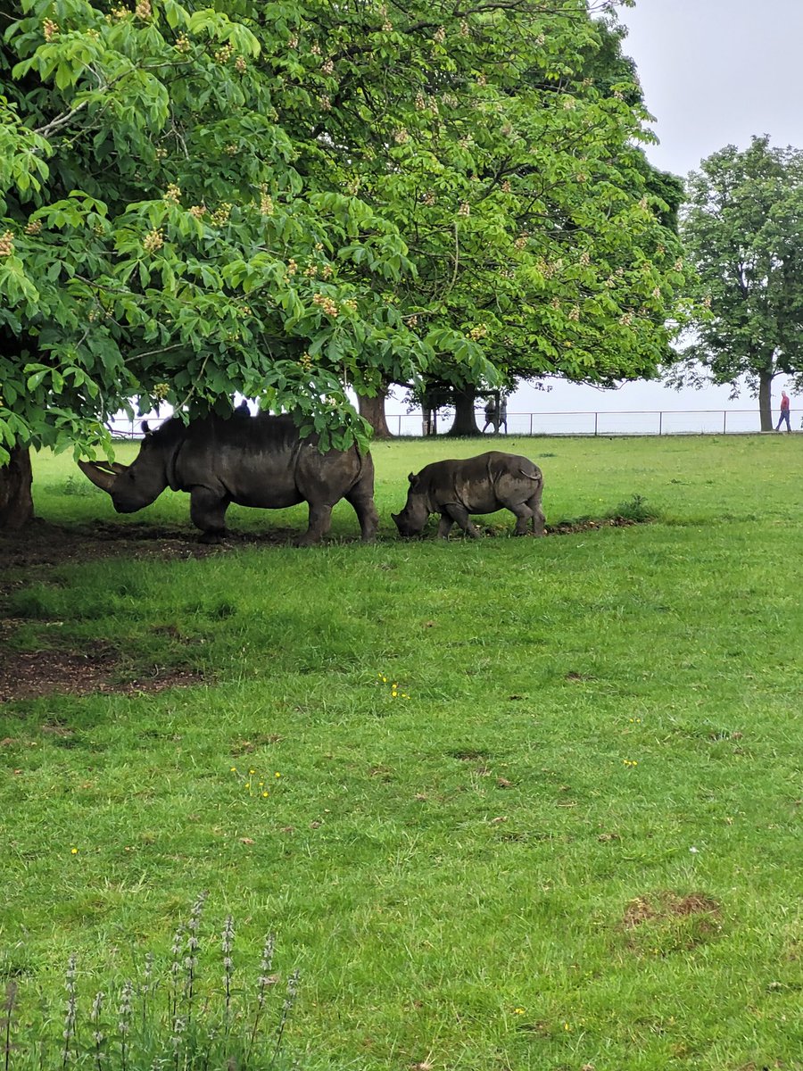 Lisa Manning tweet media