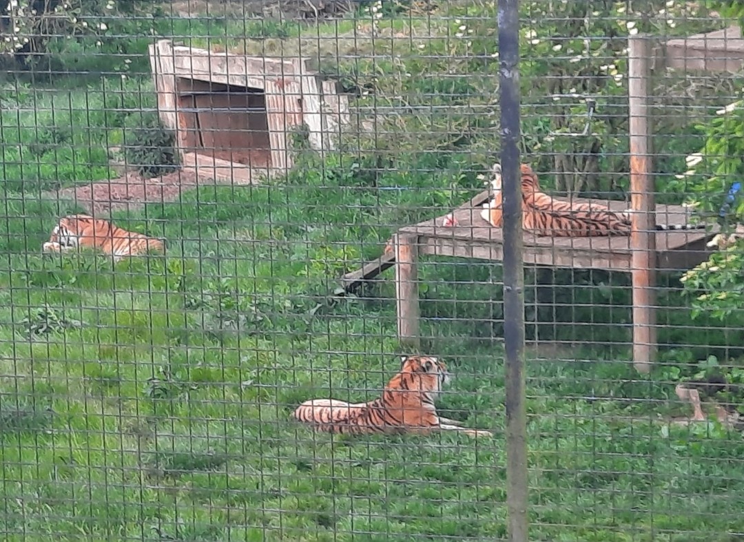 Lisa Manning tweet media