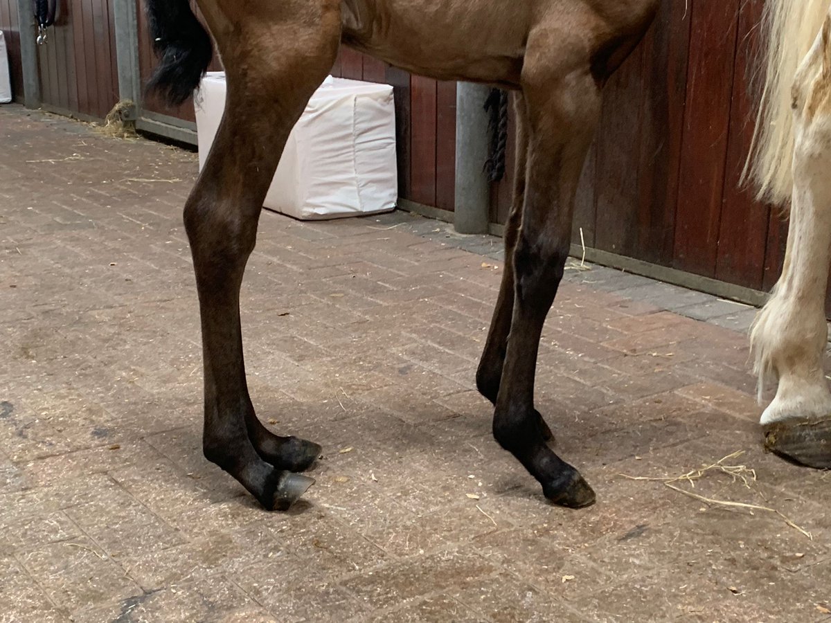 JessWestwood's tweet photo. Another top job done by my Farrier. Before & after. #Foals #RemedialWork #FoalExtensions https://t.co/Gzx7kZIq6V