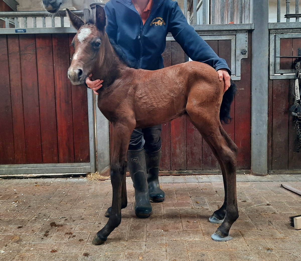 JessWestwood's tweet photo. Another top job done by my Farrier. Before & after. #Foals #RemedialWork #FoalExtensions https://t.co/Gzx7kZIq6V