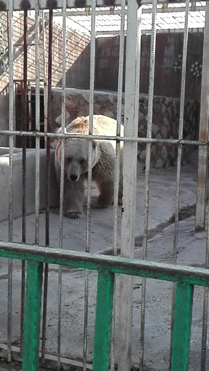 Zenithbeds88's tweet photo. Freedom for Animals in the zoo. #zoo #freedom #animals https://t.co/0jGxsB8OA8