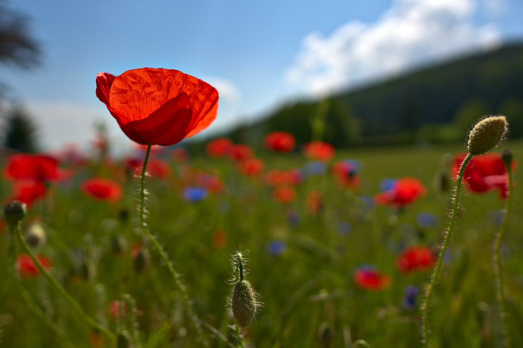 Today, #MemorialDay, some people wear a red poppy in remembrance of those fallen in war—a tradition that began with the poem 'In Flanders Field' by Lt. Col. John McCrae, about the fallen soldiers buried under a cluster of poppies in 1915 after Second Battle of Ypres.