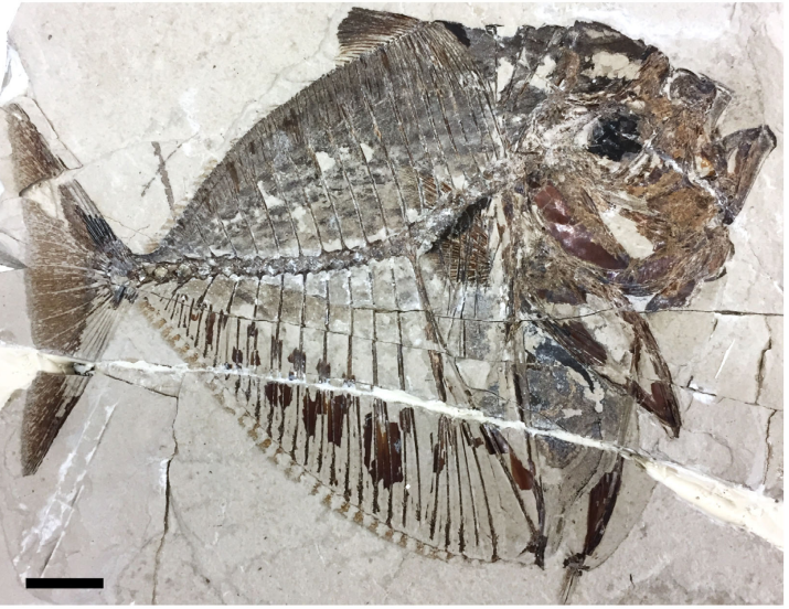 FossilBonanza's tweet photo. New study shows how ancient moonfish differ from their modern relatives. Scientists reconstructed their color based on fossilized melanosomes and diet through its stomach contents.
https://t.co/DzChF4z1gR
#Paleontology #BolcaLagerstatte https://t.co/IX3XKV75VB