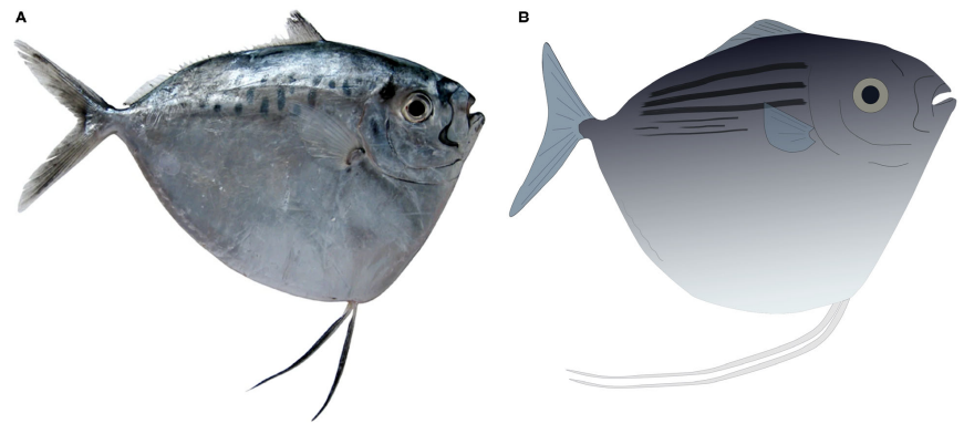 FossilBonanza's tweet photo. New study shows how ancient moonfish differ from their modern relatives. Scientists reconstructed their color based on fossilized melanosomes and diet through its stomach contents.
https://t.co/DzChF4z1gR
#Paleontology #BolcaLagerstatte https://t.co/IX3XKV75VB