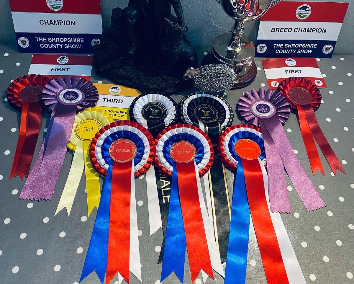 ZwartblesUK's tweet photo. Shropshire County Show - just two shearling ewes - 1st Ros Juniper &amp; 3rd Ros Jeroboam with Juniper going on to be Champion. Very proud of Oscar getting overall Champion Young Handler too! #RoscallieZwartbles #Proudofoursheep #GoodFriends https://t.co/8nc4uurxkh