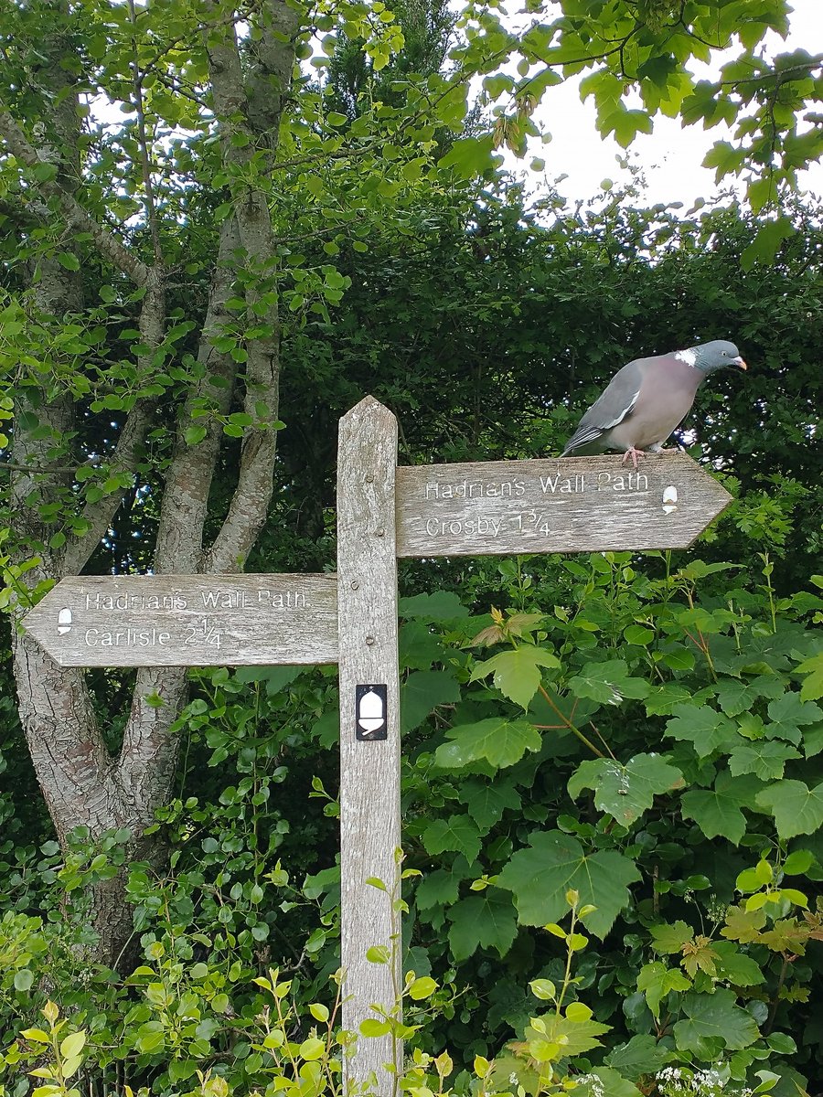 Drex80's tweet photo. 20 rather moist miles with @Elzedee on stage 2 of #hadrianswall path between Carlisle and Gilsland. A pigeon showed us the way to the first visible section of the wall itself, then @EnglishHeritage #birdoswald fort. Currently enjoying dinner and cider at #samsoninn. #hwpath https://t.co/Tx9Z3FjAql