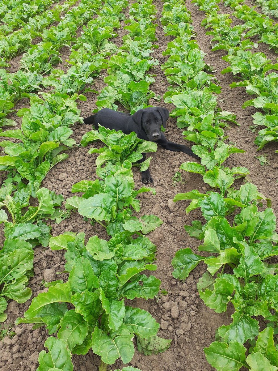 tightywrighty7's tweet photo. Wren in a field of Wren https://t.co/u1hmTNny37