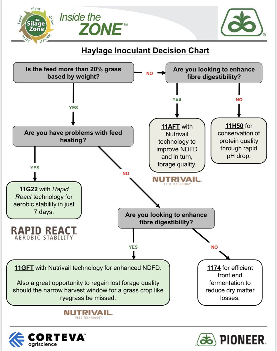As everyone is in the 🚜 for 1st cut, consider the finish line. Buchneri inoculants keep a stable face @ feed out &amp; ⬆️ fermentation, while propionic helps ⬇️ yeast &amp; mould. Don’t lose those nutrients in the final lap. 🏁 #PurinaProactiv #Hay22 #Inoculant #Corteva