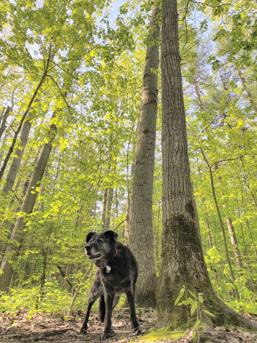 dham82's tweet image. You stole chocolate cakes and $75 roasts of beef off the counter. You destroyed screen doors. You tried to make friends with skunks &amp;amp; porcupines. You looked out for the girls and after us. You were the beginning of our family. You are in our hearts forever. Rest easy now Scout.