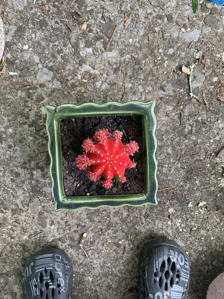 shroomgoddess69's tweet photo. We love a good succulent. Meet Frankie Succ. https://t.co/ovYomQXhAd
