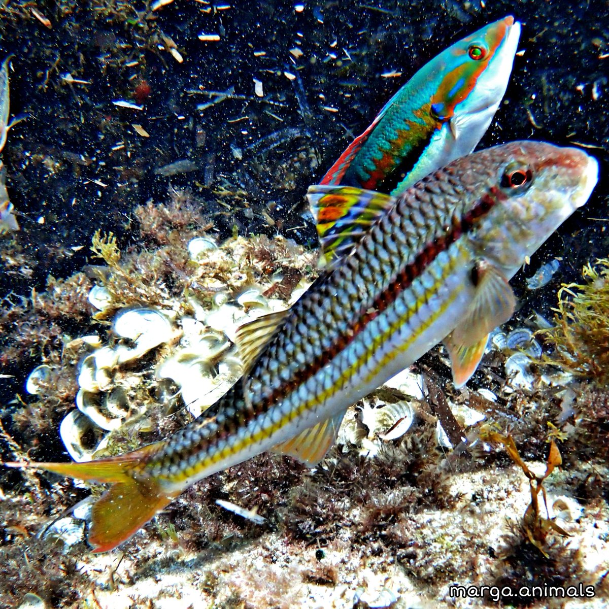 lion_mermaid's tweet photo. D'ahir😍
A vegades se m'oblida que no sóc un peix😅
🐟 Coris julis
🐟 Mullus surmuletus
#peixos #mediterrani #corisjulis #mullus #apnea https://t.co/DqxUCmCuTr