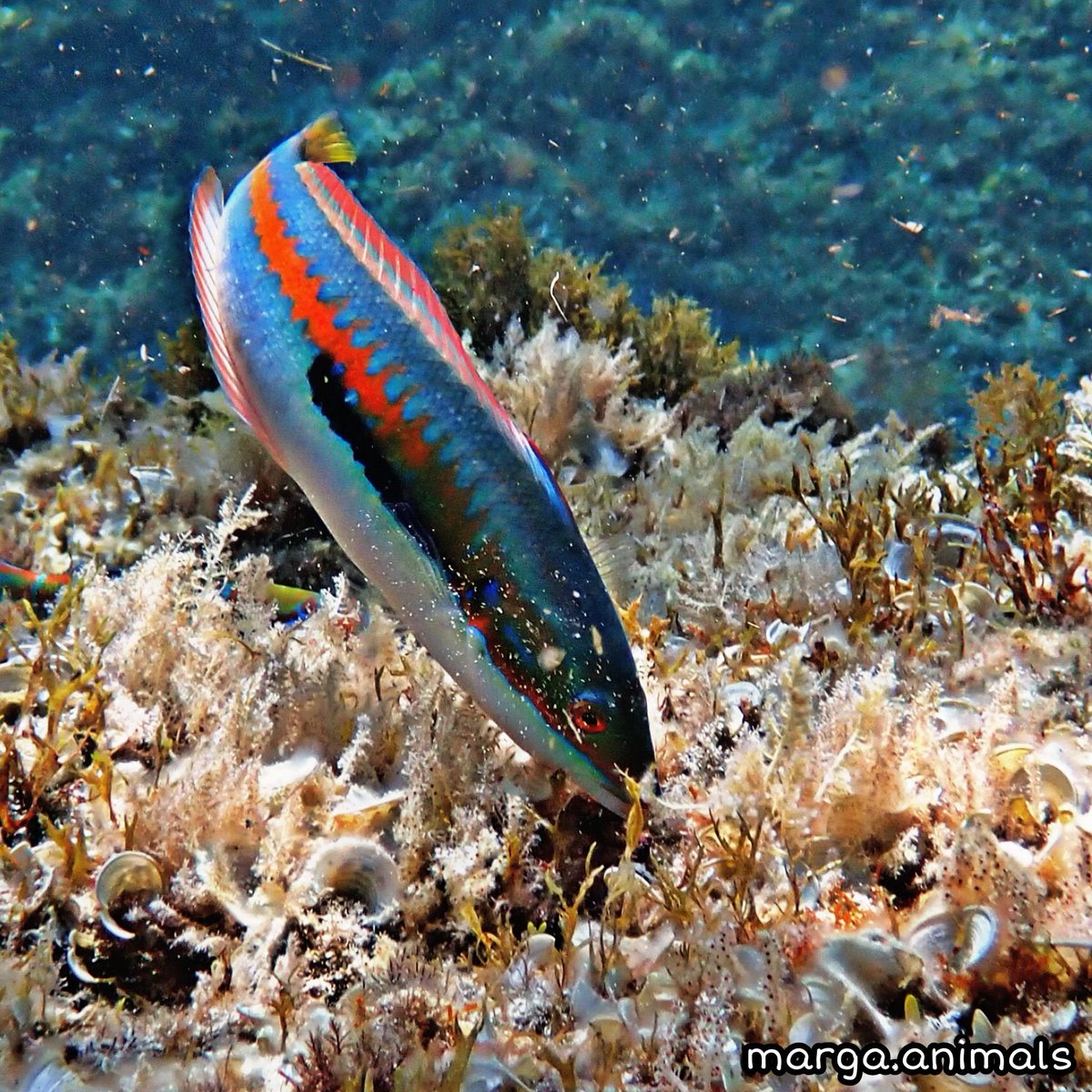 lion_mermaid's tweet photo. D'ahir😍
A vegades se m'oblida que no sóc un peix😅
🐟 Coris julis
🐟 Mullus surmuletus
#peixos #mediterrani #corisjulis #mullus #apnea https://t.co/DqxUCmCuTr