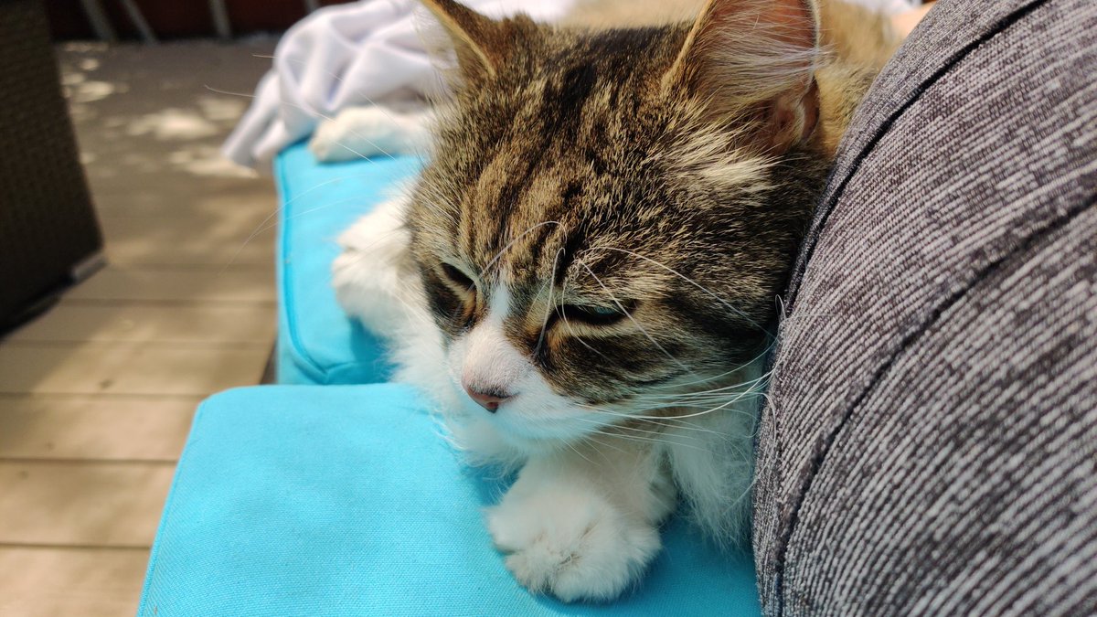 AbsoLaeTi's tweet photo. Choco has some health issues (at 16, for a cat, it's expected) he got his first IV drip at home, he took it like a champ.
Bash is starting to show his anxiety. If he can't see me, it's the end of the world. Nights are going to be short until he calms down. https://t.co/tFpPHscJec