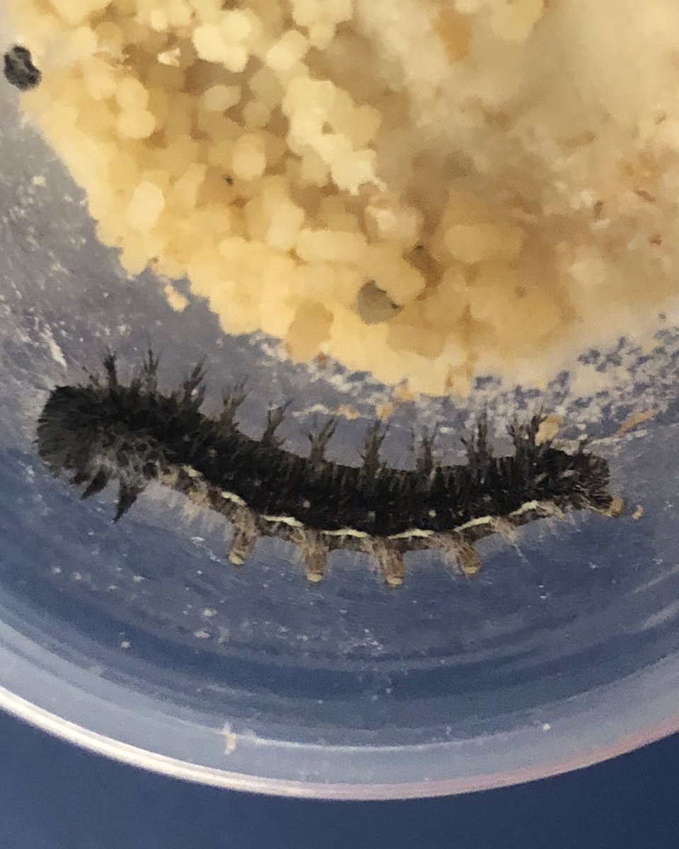 Here’s one of our new friends!  Ask your child to show you the frass in this photo! 🙂 A sharp eye will also see evidence of a skin that was shed over the weekend.  4-5 molts before its ready for the chrysalis! <a href="/egwps/">École Grosvenor-Wentworth Park School</a>