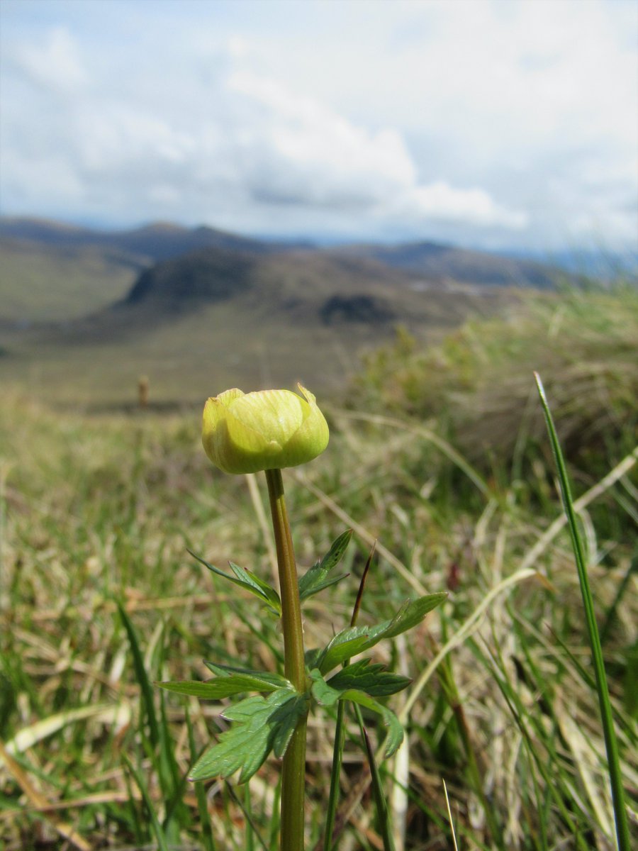 Watts_SH's tweet photo. An afternoon spent scouting for suitable planting spots at our #montanescrub #restoration site. #Tallherb species like #Globeflower (Trollius europaeus) indicate good soil conditions & it's encouraging to see browsing levels low enough to facilitate plenty of #flowering! #Corrour https://t.co/H7EgluAdGJ