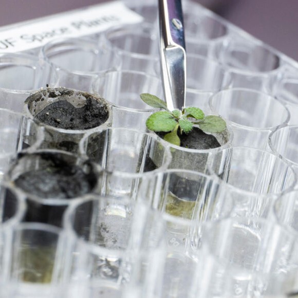 ExploreLearning on Twitter "BREAKING NEWS The first successful plants