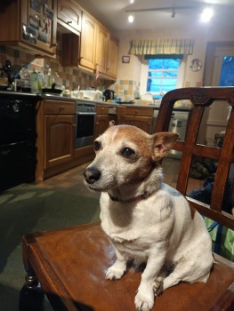 millypod1's tweet photo. 🆘29 MY 2022 #Lost LILLY #ScanMe 
OLDER Jack Russell Terrier Female
Far Meal Bank Farm #Tatham nr #Wray #Lancaster #LA2 
SIGHTINGS PLZ ☎️07871461151/ 07515720969
https://t.co/zWnxHczmn1 https://t.co/C8JL9X4aVZ