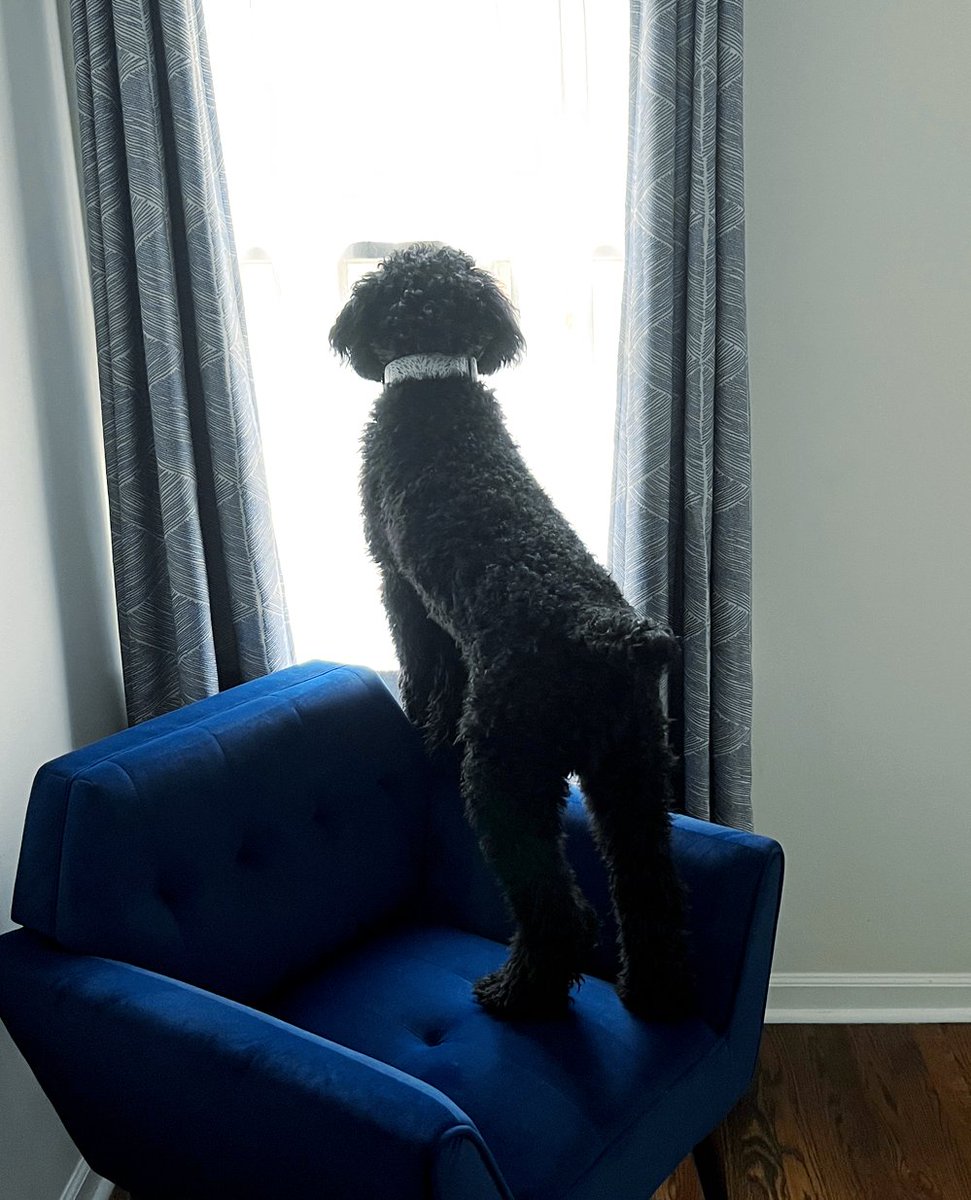Poodle.IG (@Poodle_IG) / Posts / X