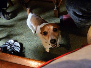 millypod1's tweet photo. 🆘29 MY 2022 #Lost LILLY #ScanMe 
OLDER Jack Russell Terrier Female
Far Meal Bank Farm #Tatham nr #Wray #Lancaster #LA2 
SIGHTINGS PLZ ☎️07871461151/ 07515720969
https://t.co/zWnxHczmn1 https://t.co/C8JL9X4aVZ