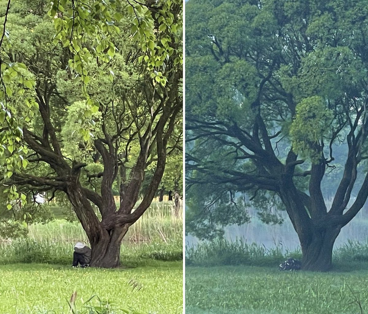 EdijsKlaisis's tweet photo. Sveiciens no citas realitātes.
“Vakars un rīts”
Rīga. 
Jā arī šādi jaunieši mēdz nakšņot. Zem koka un apsegušies ar pledu.
Ja kādreiz ko līdzīgu pamanat, tad piezvaniet man 22028398 https://t.co/kniosxzduN