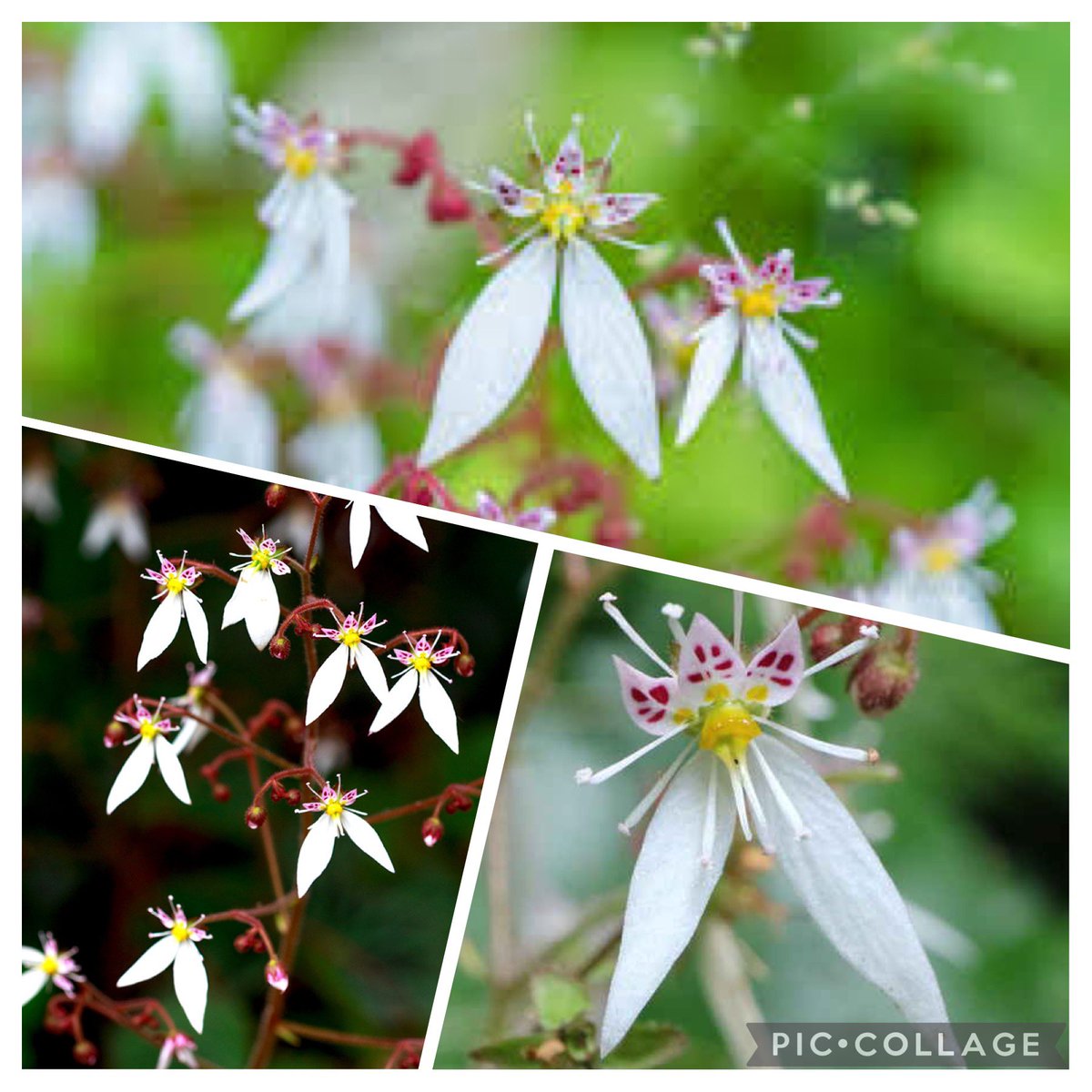 ヒロミ O O S Tweet 本日 5月31日の誕生花 ユキノシタ 雪ノ下 花言葉 深い愛情 トマトにねぇ いくら肥料を やったってさ メロンにはならねんだなあ 相田みつを おはようございます 今月の最終日になりましたね 良い締めとなる1日になります