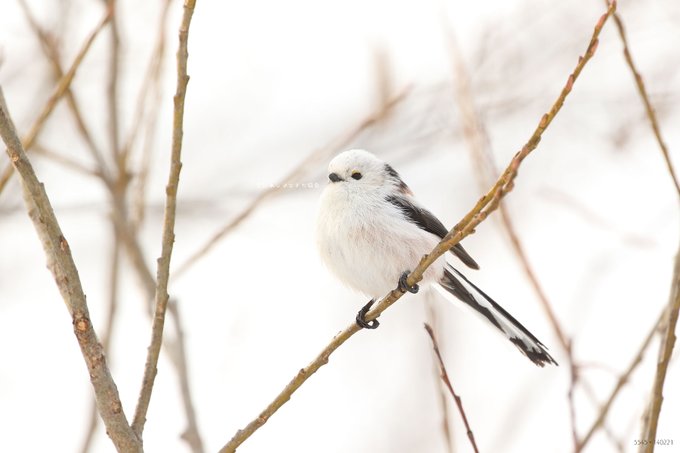 ぼく シマエナガ さん の最近のツイート 5 Whotwi グラフィカルtwitter分析
