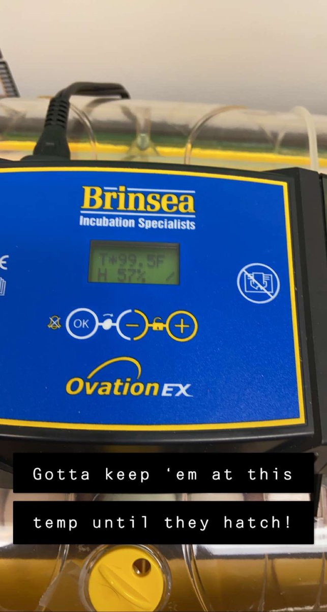 My class is having babies in 21 days! This is a new experience for me as a teacher. The grade 1s and I are super excited for this opportunity! 

Stay tuned!