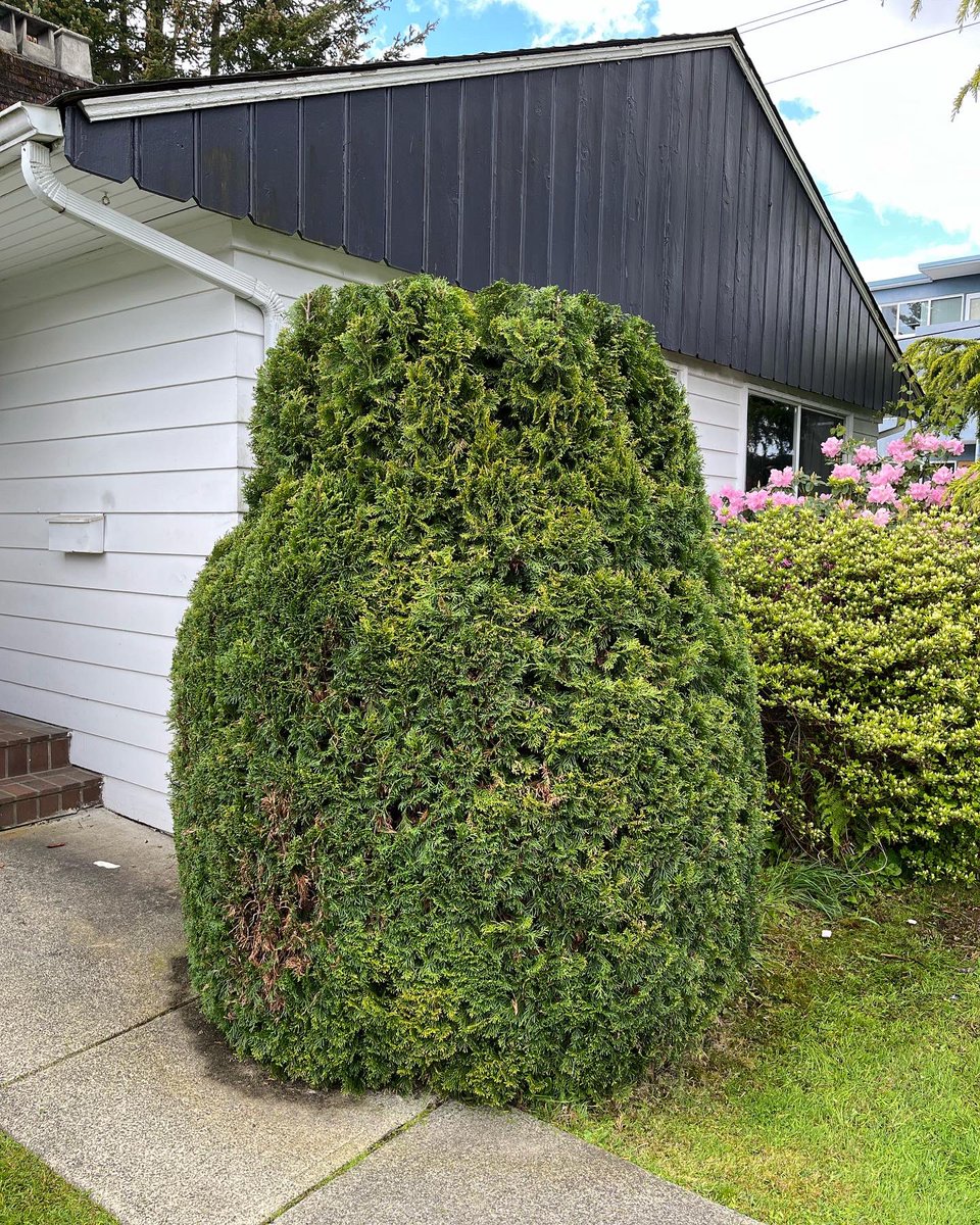 YVR Tree Care tweet media