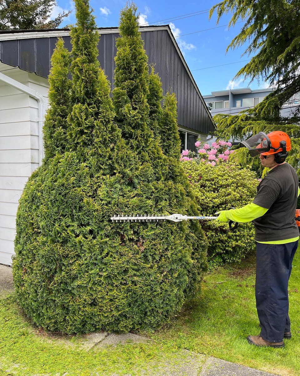 YVR Tree Care tweet media