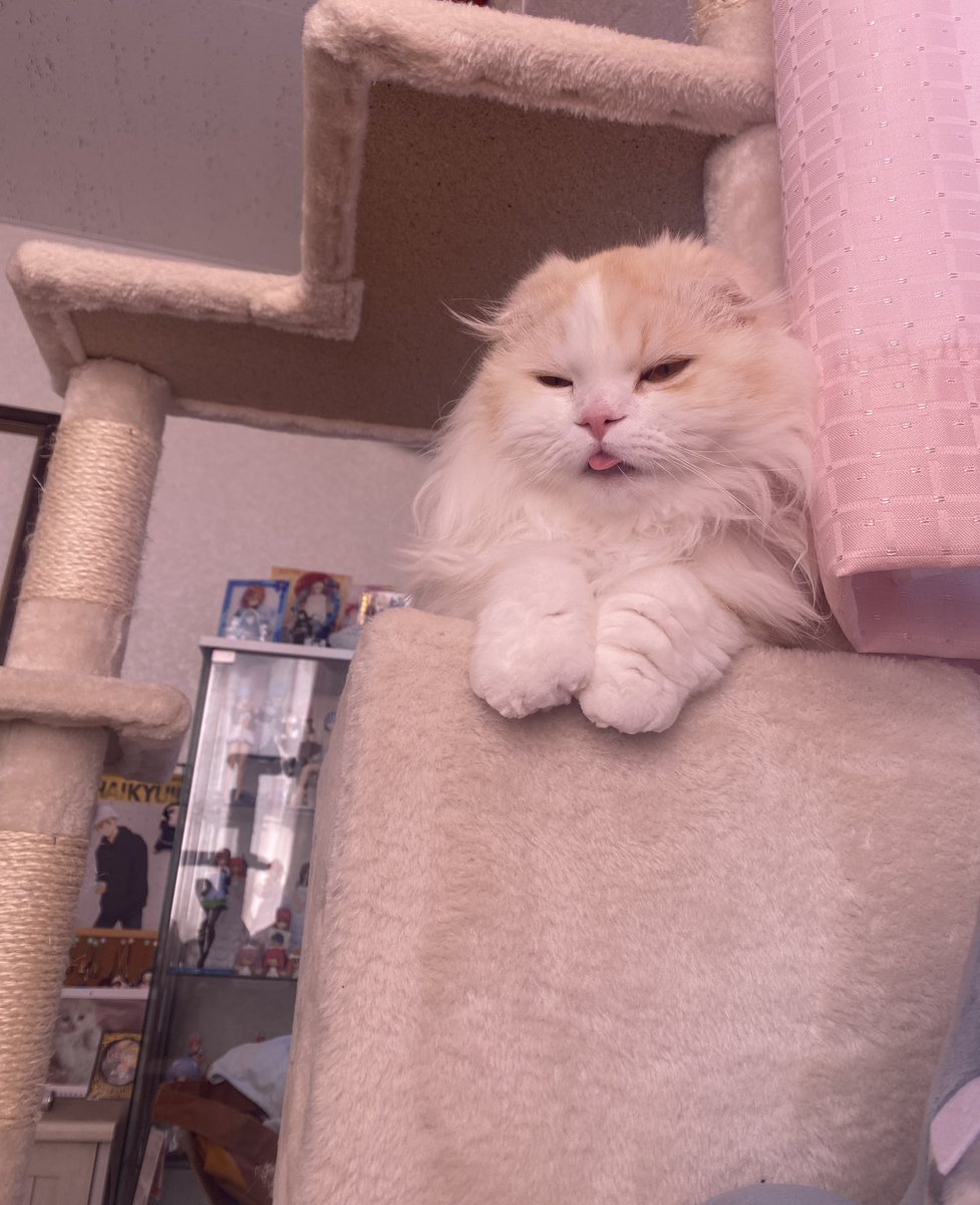 ぶちゃいく
 #猫 #猫のいる暮らし