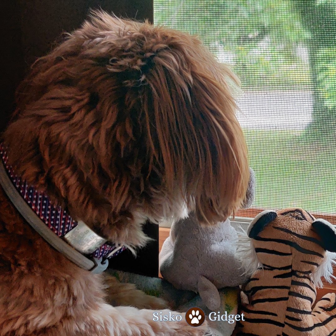 siskoandgidget's tweet photo. Paw patrol in progress. Training new employees!
#siskoandgidget #pawpatrol #doglife #dogsoftwitter #dogmom🐾🐶😁 https://t.co/9Lr6qBvsfJ