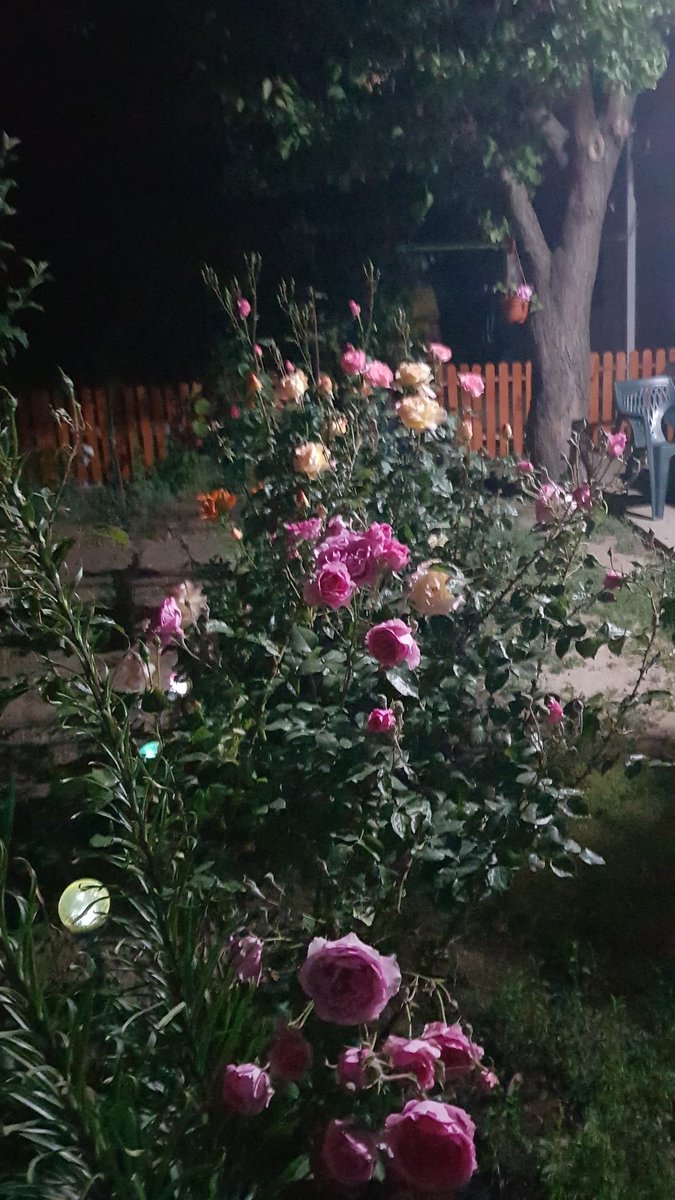 venuss_9's tweet photo. Ca la mama 'n curte,
 n-ai sa vezi nici-unde! https://t.co/dYTGGogaCI