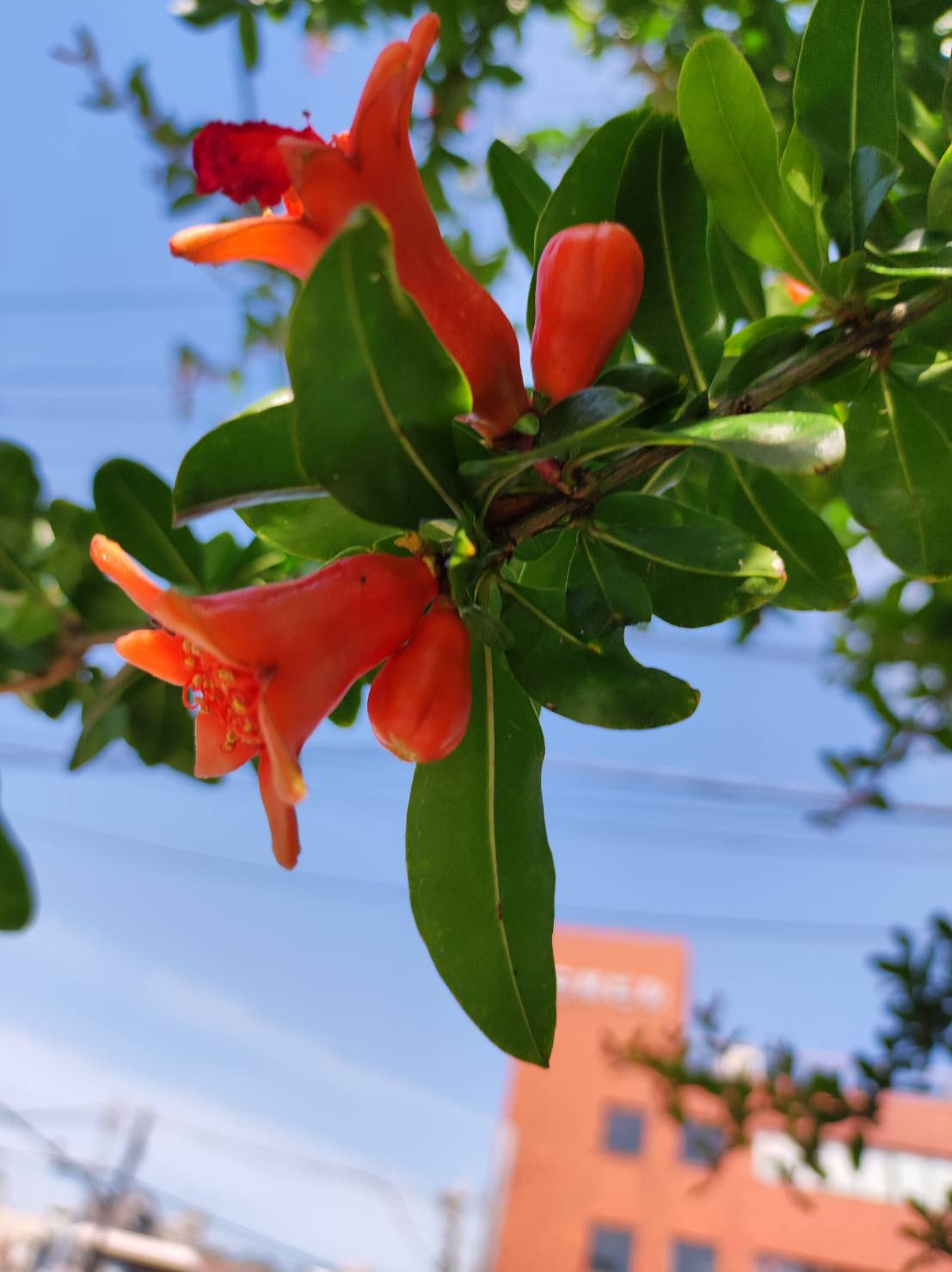 ザクロの花 Twitter Search Twitter