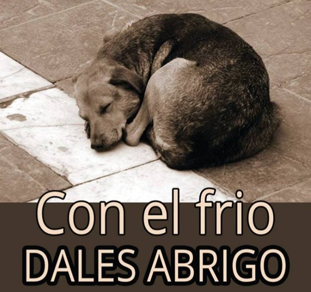 LakyLucia's tweet photo. Les pido un rt,Hagamos Campaña y concientización de ayudar a un Callejero y demos un lugar en la casa por las noches frías que vienen, Por Favor 🙏🐶🐾❤ #AbrigoparaelCallejerodelBarrio https://t.co/GRtgfyo9oM
