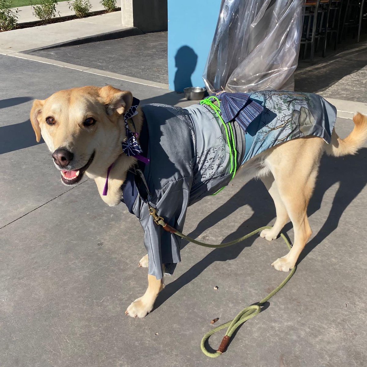CouncilDenver's tweet photo. We had a great time at the dog-friendly Young Professionals Happy Hour last week and so did all of the pup attendees! Check out those globally-themed outfits!

Thanks to everyone who came and we are looking forward to future YPC events. Keep an eye on our website for updates. https://t.co/d4A6h0lxtt