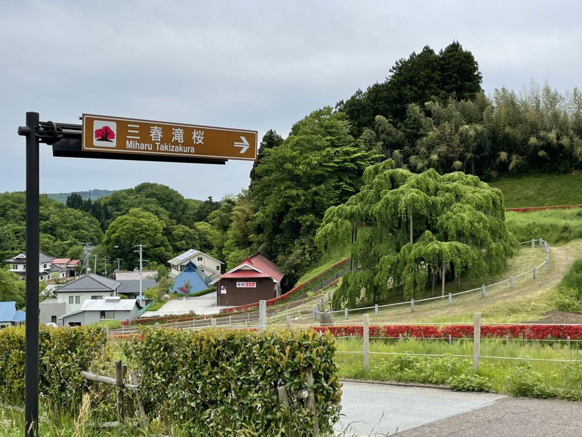 InThePassion1's tweet photo. 先週北海道までツーリングへ行ってきました。行きは自走で。帰りはフェリーを使って帰ってきました。
1日目は福島と仙台に立ち寄って盛岡まで。仙台城の伊達政宗騎馬像は地震の影響で見られないとのことなので行く予定の方はご注意を。
#三春滝桜 #FORZA #フォルツァ #MF15 #ツーリング https://t.co/IZOCeMGuK8